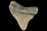 Megalodon Tooth - North Carolina #92447-1